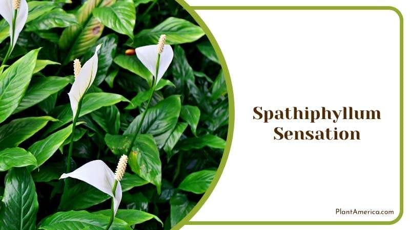 The Sensational Spathiphyllum Plant PlantAmerica