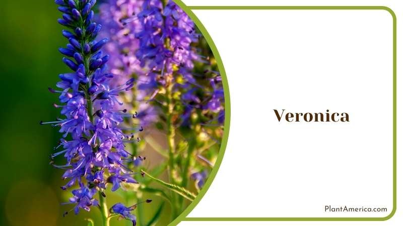 The Showy Veronica in a Garden Plant America