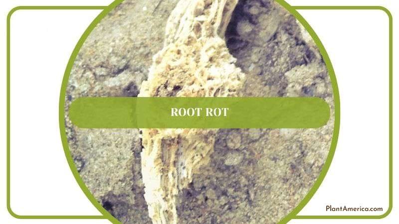 The Signs of Root Rot in Philodendron Plant America
