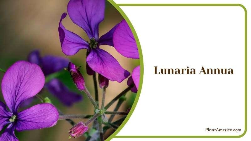 The Silver Dollar Lunaria Annua Plant Plant America