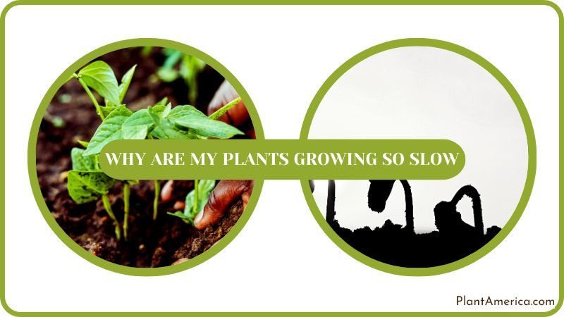 The Slow Growth of Your Plants Plant America The Slow Growth of Your Plants Plant America