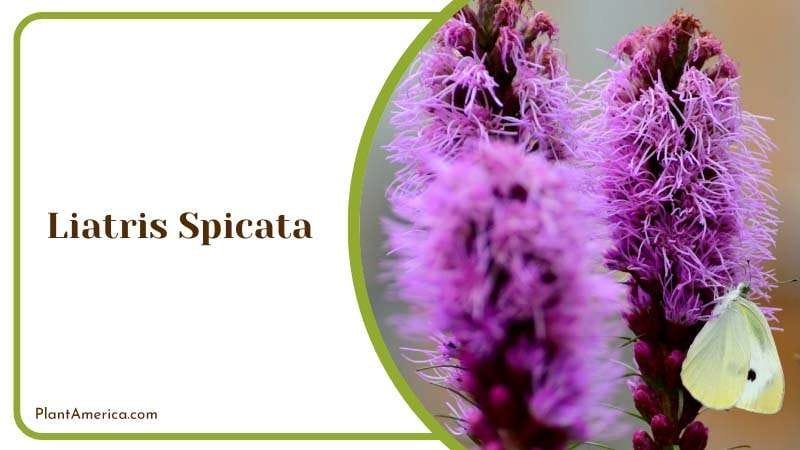 The Spiky Charm of Liatris Spicata Plant America The Spiky Charm of Liatris Spicata Plant America