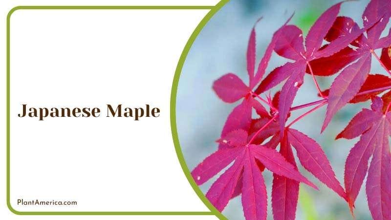 The Splendor of the Japanese Maple Plant America