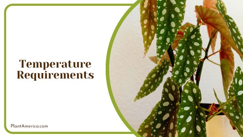 The Spotted Wonder of the Plant ~ PlantAmerica