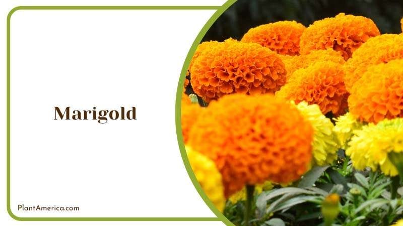 The Stems of Marigold PlantAmerica