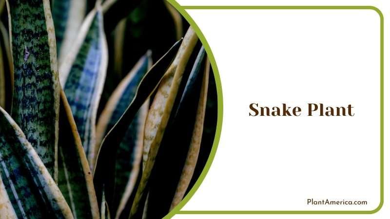 The Striking Beauty of Snake Plant Plant America