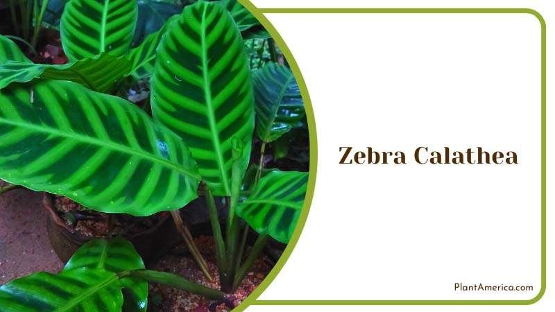 The Striking Zebra Calathea Plants Plant America The Striking Zebra Calathea Plants Plant America