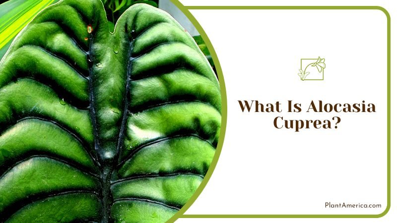 The Stunning Alocasia Cuprea ~ PlantAmerica The Stunning Alocasia Cuprea ~ PlantAmerica