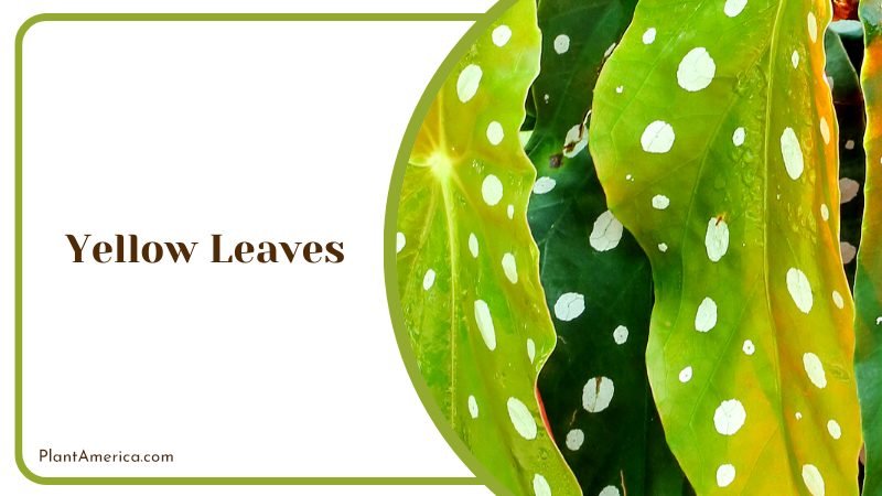 The Stunning Begonia Maculata ~ PlantAmerica