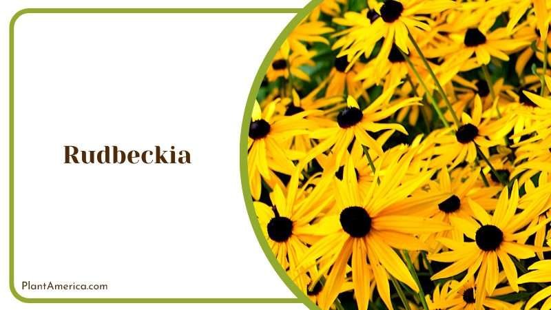 The Stunning Rudbeckia Flower Plant America