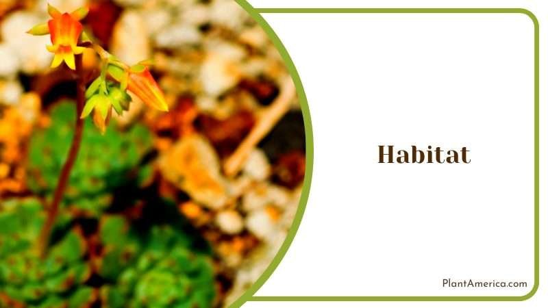 The Stunnning Flower of Cactus Plant America