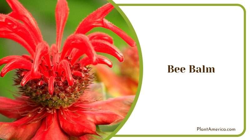 The Sweet Scent of Bee Balm Plant America
