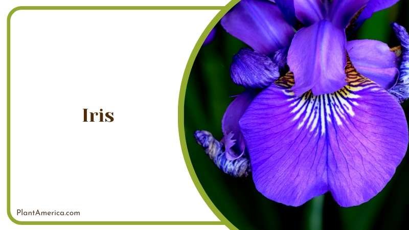 The Symbol of Wisdom Majestic Iris Plant America