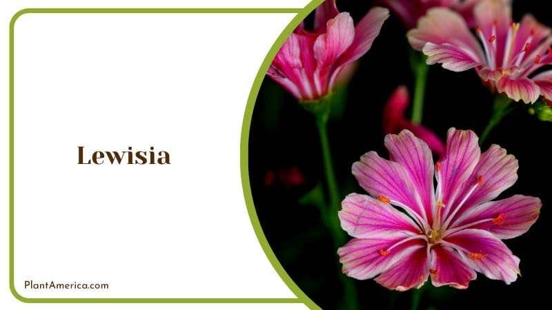 The Unique Beauty of Lewisia Plant America The Unique Beauty of Lewisia Plant America