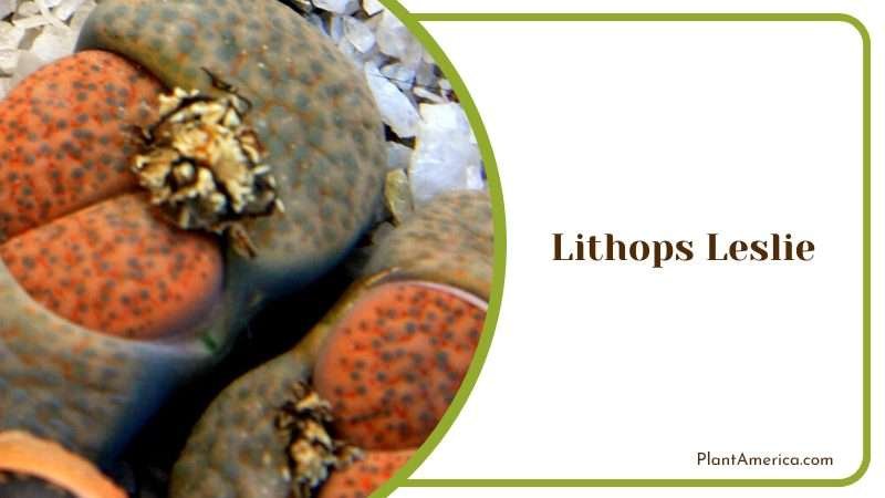 The Unique Beauty of Lithops Leslie Plant America