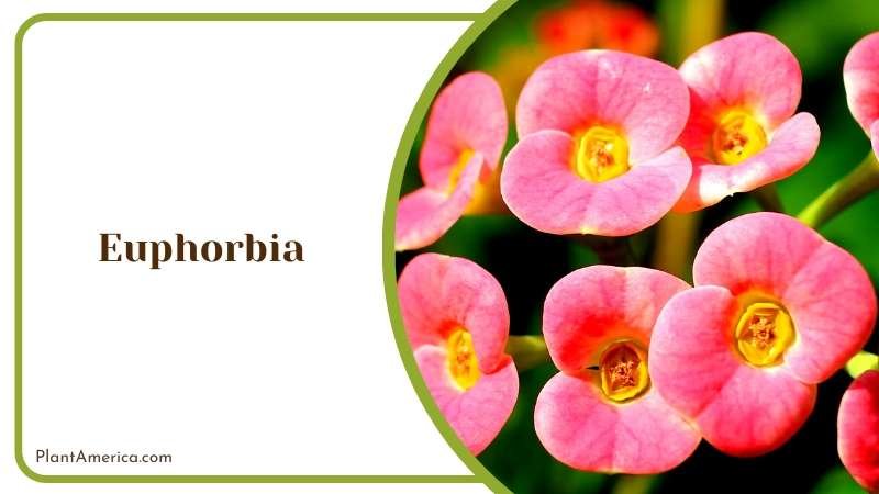 The Unique Euphorbia Blooms Plant America
