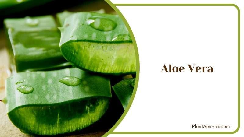 The Unique Gollum Jade Plant Plant America 1