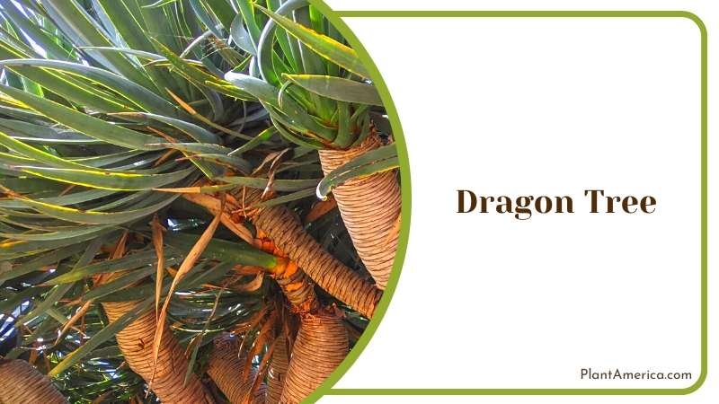 The Unique Gollum Jade Plant Plant America