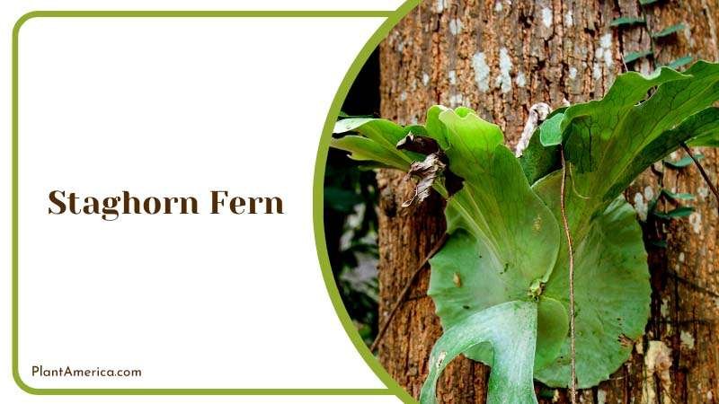 The Unique Staghorn Fern on Tree Plant America The Unique Staghorn Fern on Tree Plant America