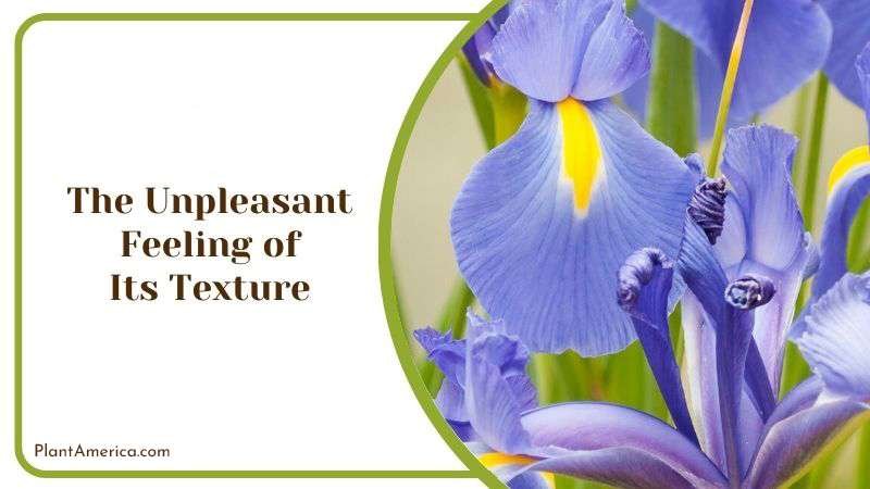 The Unpleasant Feeling of Its Texture Plant America
