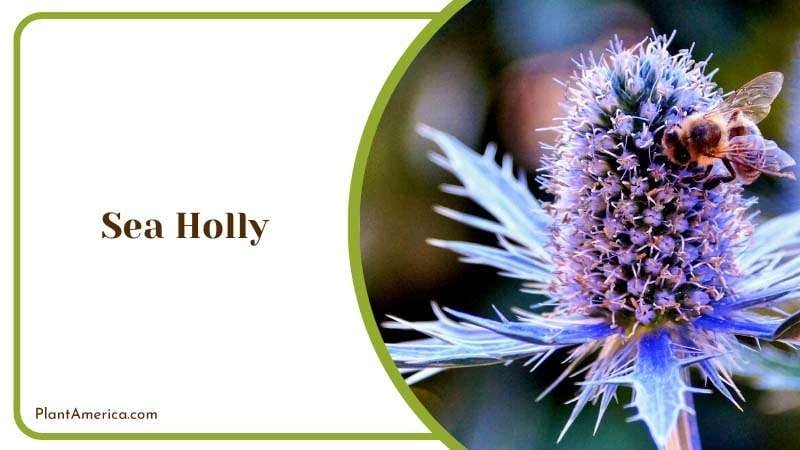 The Unusual Sea Holly Flower Plant America The Unusual Sea Holly Flower Plant America