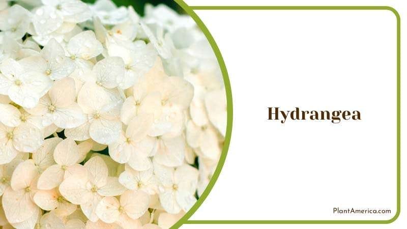 The Versatile Beauty of Hydrangea Plant America