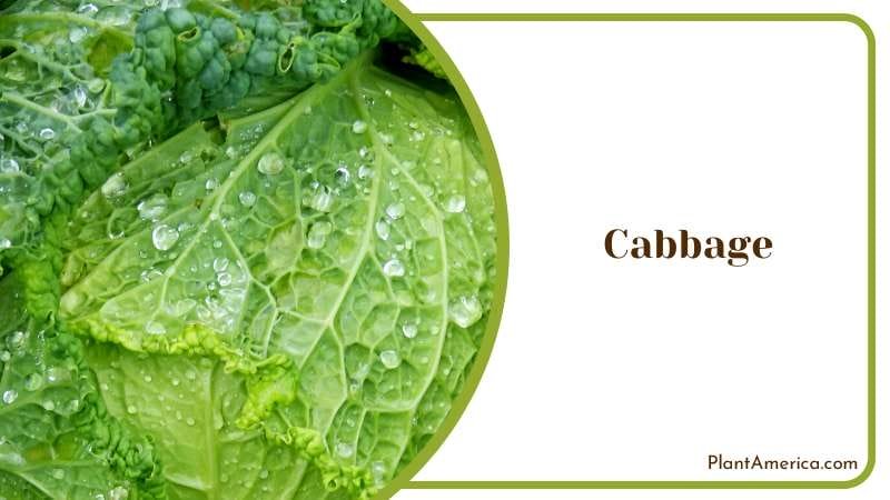 The Versatile Cabbage Vegetable Plant America The Versatile Cabbage Vegetable Plant America
