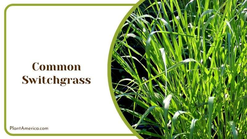 The Versatile Common Switchgrass PlantAmerica