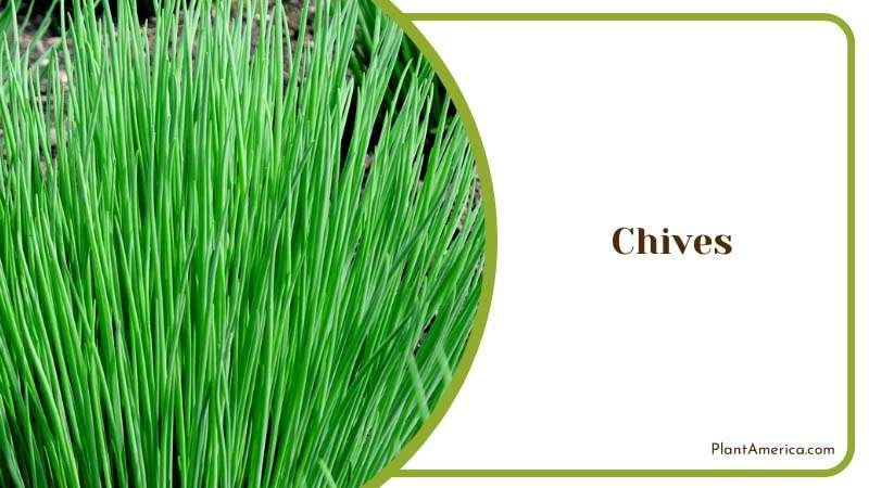 The Versatile Herb Chives Plant America The Versatile Herb Chives Plant America