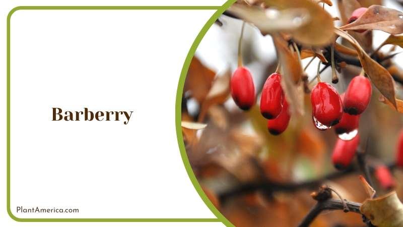 The Versatile Shrub of Hardy Barberry Plant America