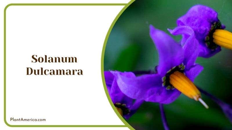 The Versatile Solanum Dulcamara Plant America The Versatile Solanum Dulcamara Plant America
