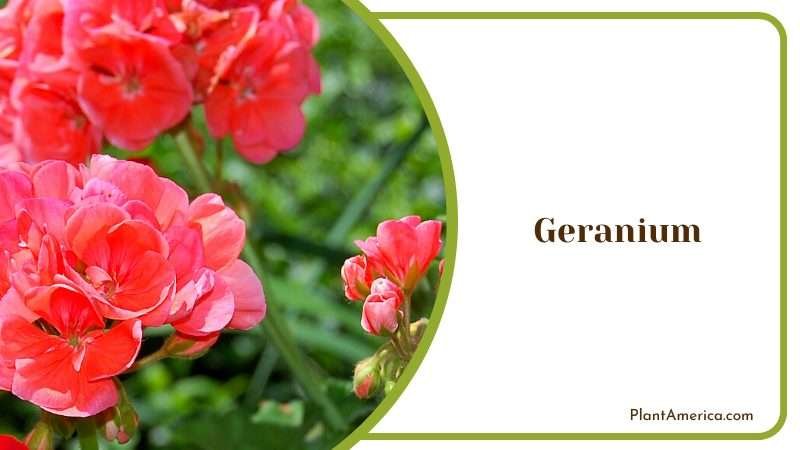 The Versatile and Vibrant Plant Plant America The Versatile and Vibrant Plant Plant America