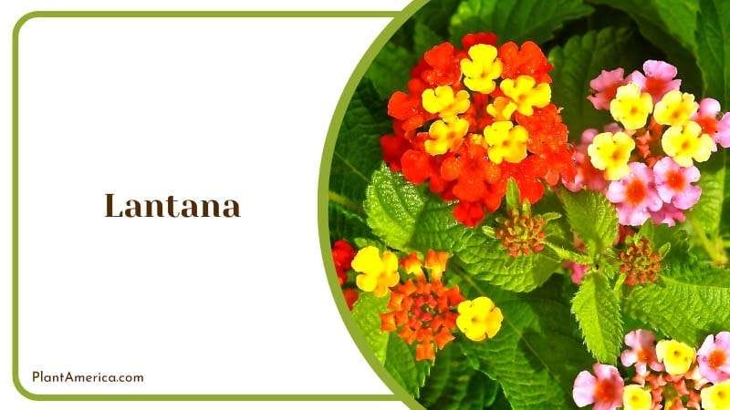The Vibrant Colors of Lantana Plant America The Vibrant Colors of Lantana Plant America