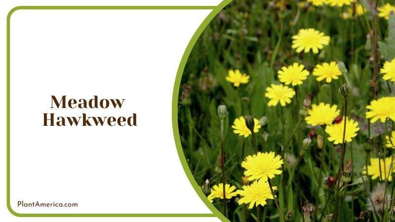 The Vibrant Meadow Hawkweed Plant America 1