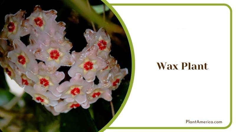 The Waxen Waver Plant Plant America