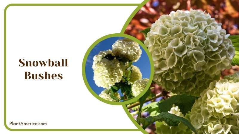The White Blossoms on a Snowball Bush Plant America