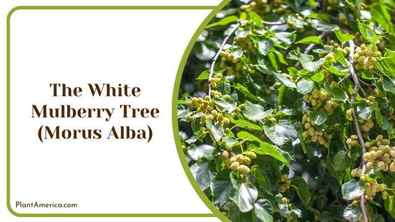The White Mulberry Tree Plant America