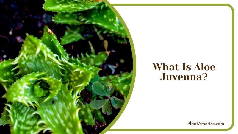 The Youthful Aloe Juvenna Plant America