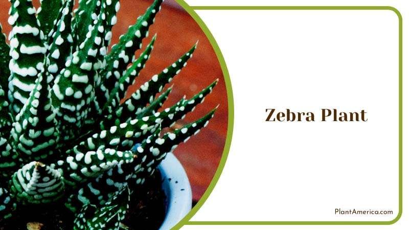 The Zebra Striped Zinger Plant Plant America