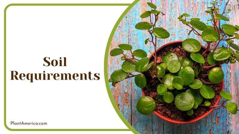 The potting soil for your pepperspot PlantAmerica The potting soil for your pepperspot PlantAmerica