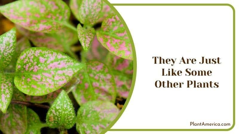 They Are Just Like Some Other Plants Plant America