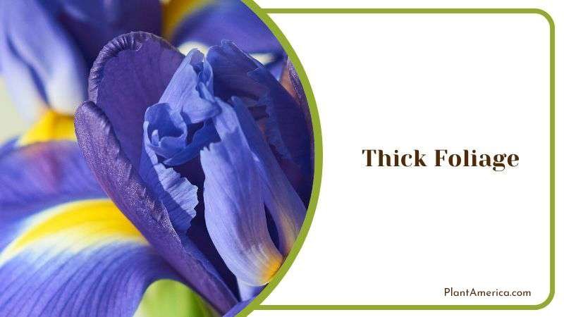 Thick Foliage Plant America