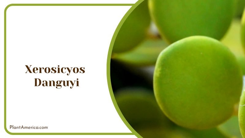 Thick Green Succulent Leaves Plant America