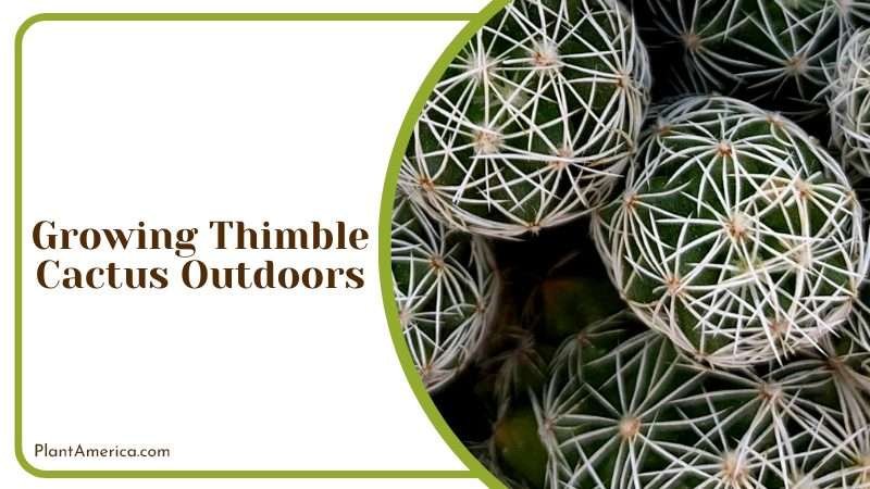 Thimble Cactus Perfect Plant Plant America