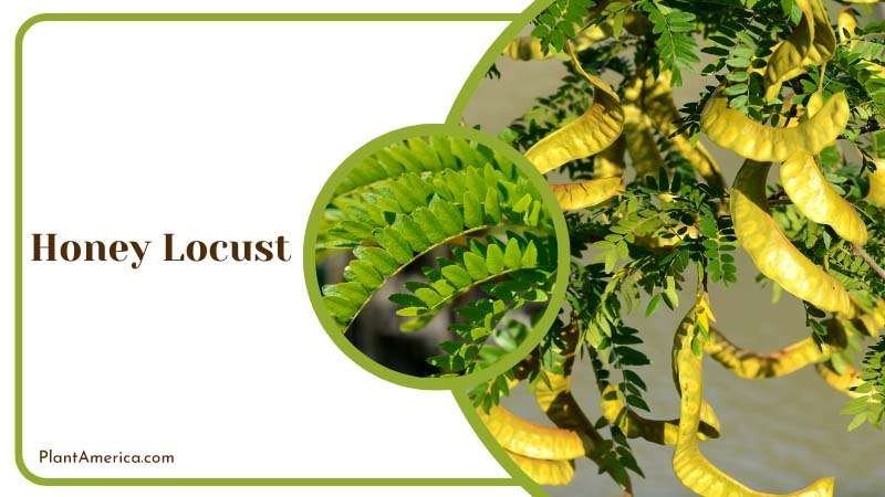 Thorny Honey Locust Tree Plant America