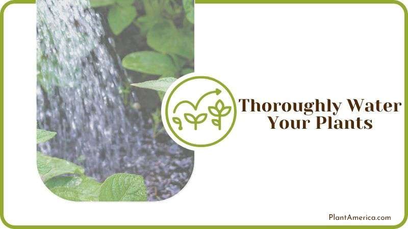 Thoroughly Watering Plants Plant America