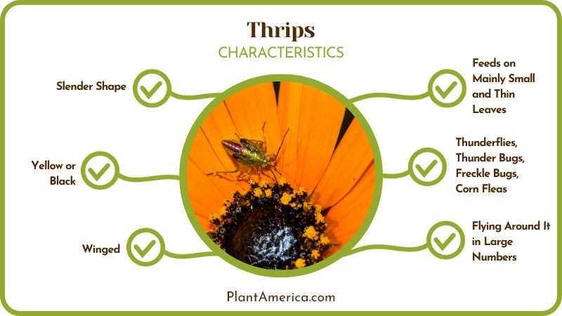 Thrips Features Thrips Features
