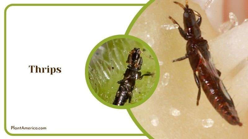 Thrips in Begonia Plant ~ PlantAmerica Thrips in Begonia Plant ~ PlantAmerica