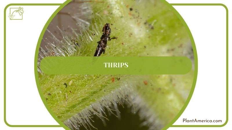 Humayun How to Content IMAGE Checking Anthurium for Stunted