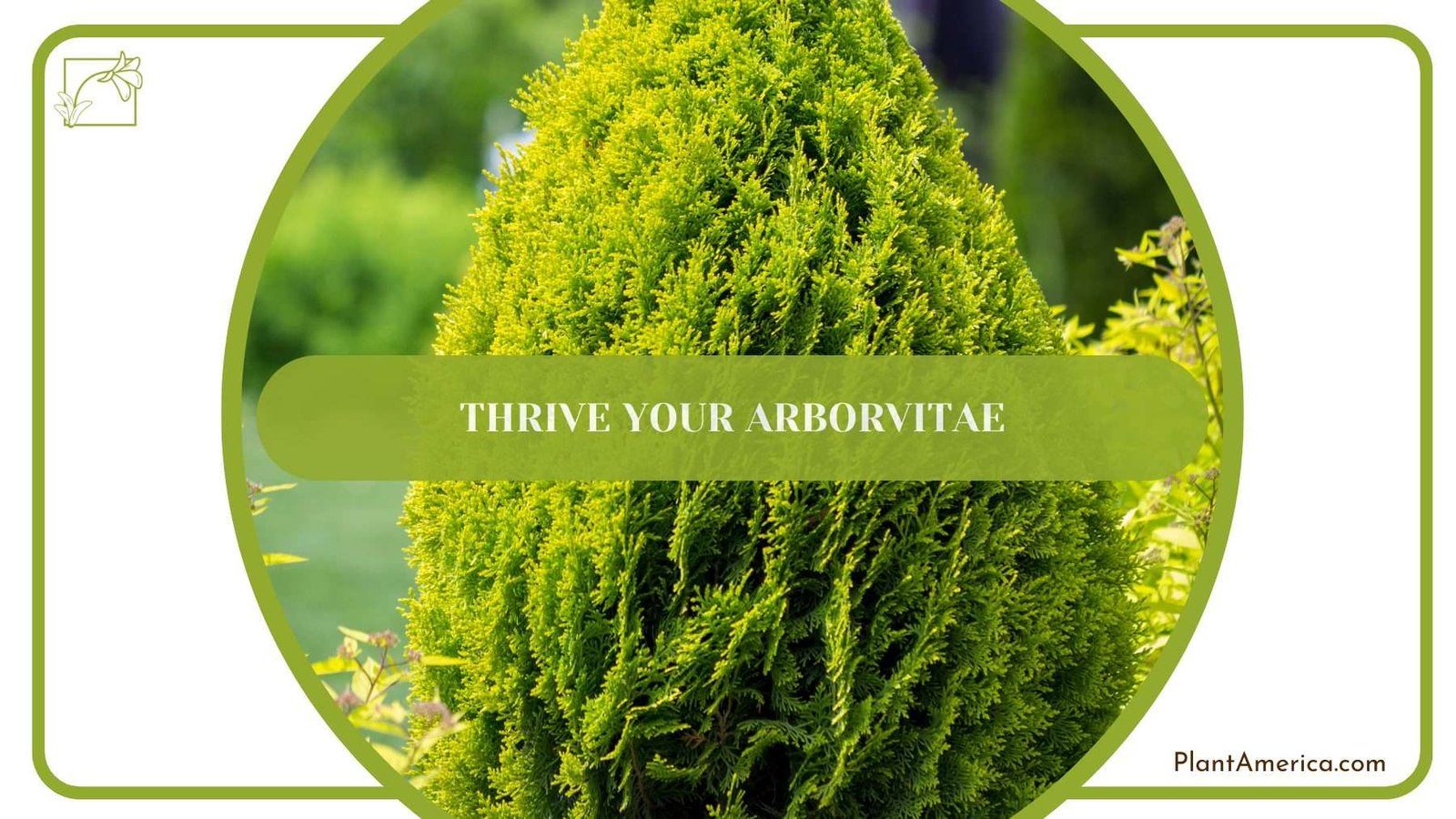 Thriving Arborvitae Plants PlantAmerica